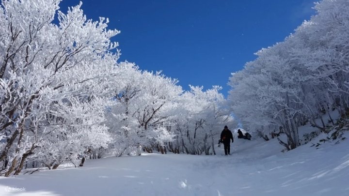 7 of the Best Winter Activities and Tours to do in Japan