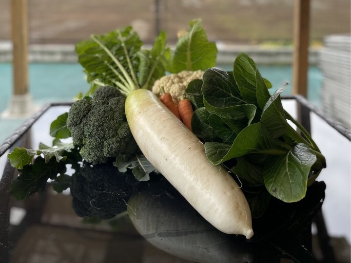 겨울 야채의 수확 체험과 튀김, 주먹밥의 점심 요코하마 빙취자에서