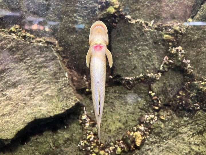 [山梨/忍野]鱼类公园（富士游水佐藤水族馆）