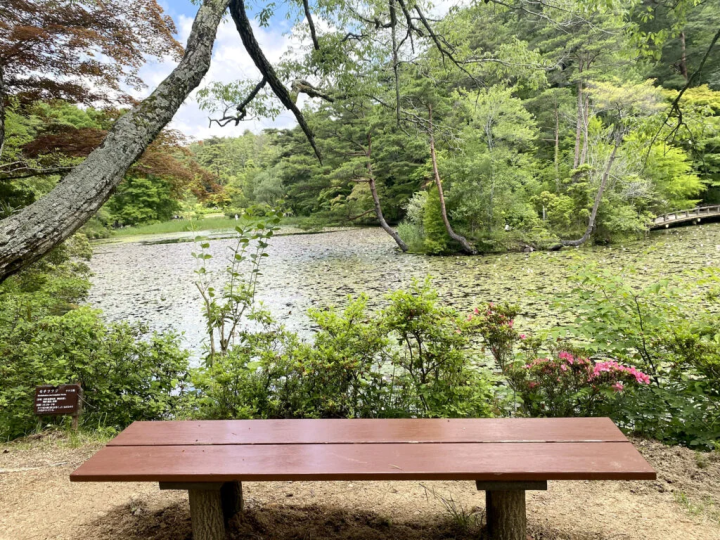 ``Hase Pond'' where water lilies bloom