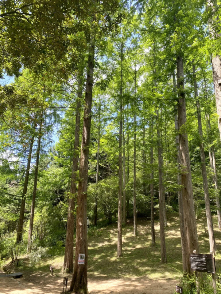 [Kobe City] Perfect for families! Enjoy the healing nature of Kobe City Forest Botanical Garden