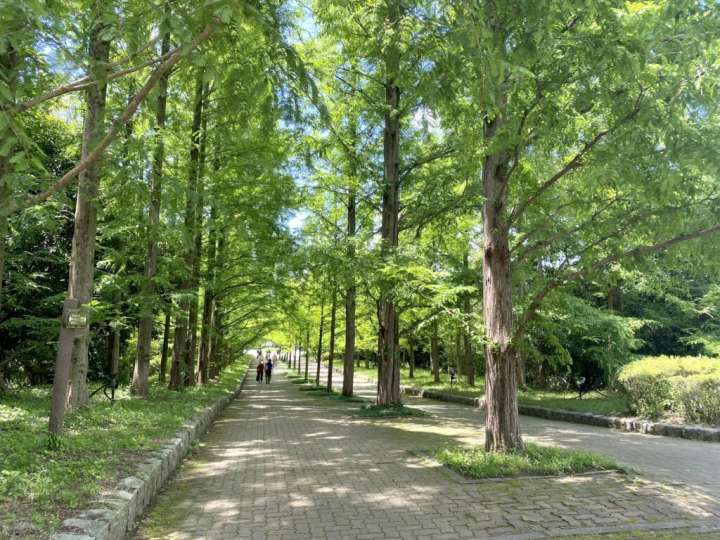 Be sure to check out the photo spot “Metasequoia Namiki” on the north side of the park!