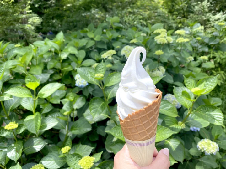 Rich milk flavored soft serve ice cream