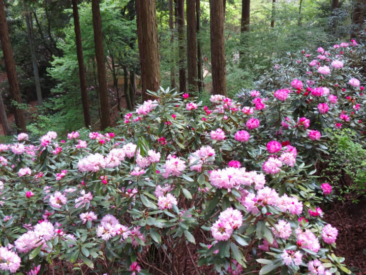 Photo provided by: “Forest Botanical Garden” / Brightly colored rhododendron flowers
