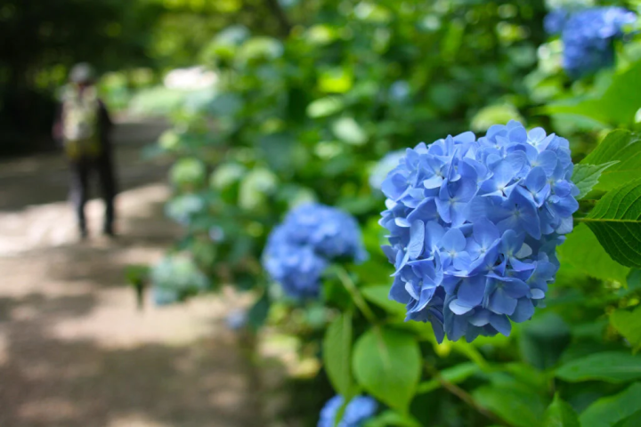 [Kobe City] Perfect for families! Enjoy the healing nature of Kobe City Forest Botanical Garden