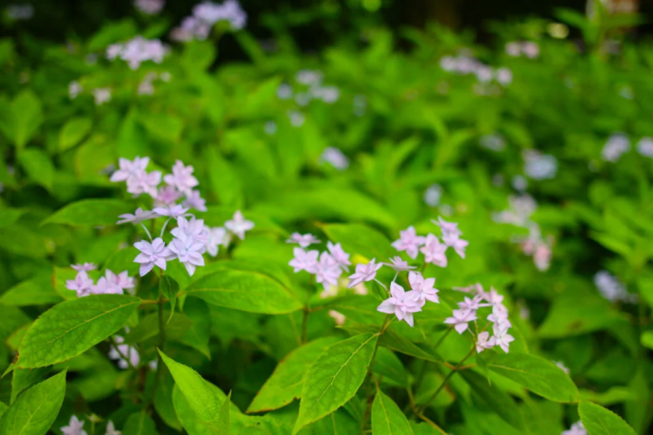 Small and pretty Shichidanka