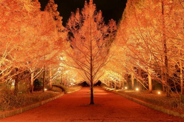 Photo provided by: “Forest Botanical Garden”/Metasequoia tree lined road
