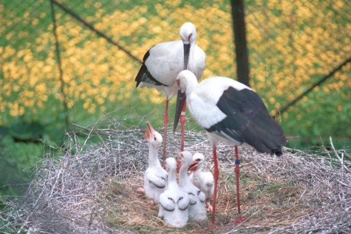 全世界都在關注！可以與鸛鳥一起生活的城鎮【豐岡市】