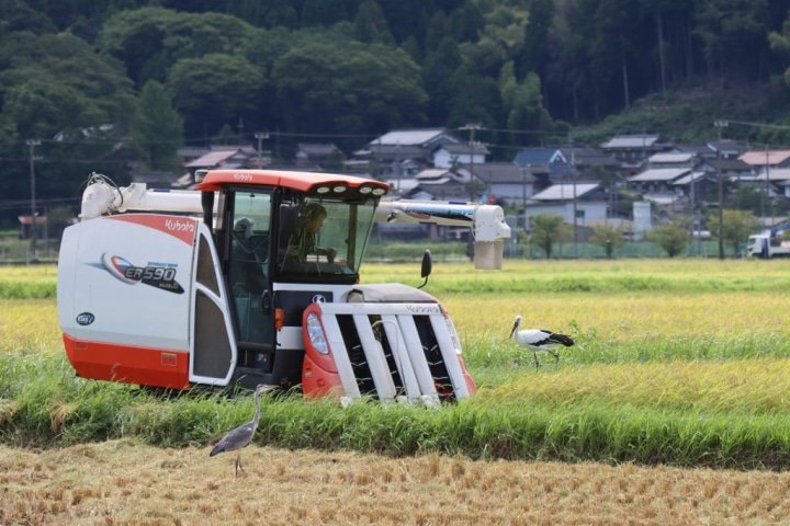 全世界都在關注！可以與鸛鳥一起生活的城鎮【豐岡市】