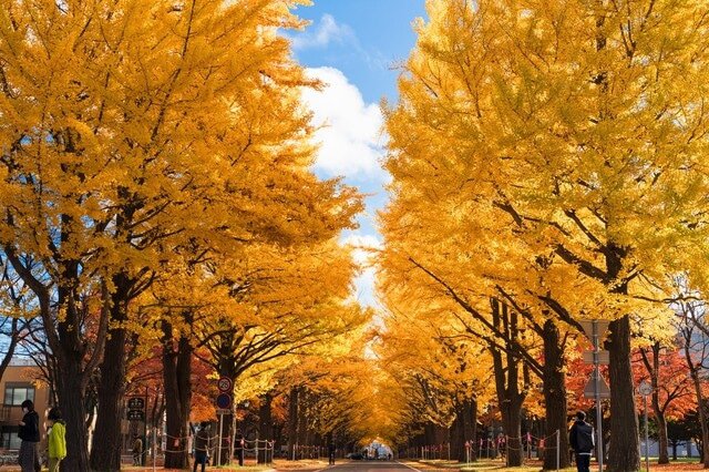 札幌四季都美麗!10個札幌深度美食觀光景點讓你大喊札幌太好玩!