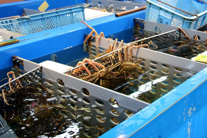 [Hyogo Tajima] Enjoy Kasumi's fantastic crab "Shibayama GOLD", a delicious winter delicacy in Japan!