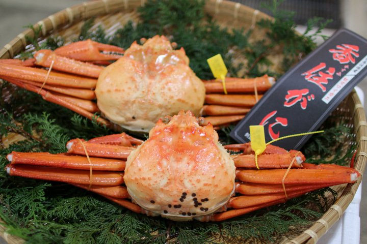 [Hyogo Tajima] Enjoy Kasumi's fantastic crab "Shibayama GOLD", a delicious winter delicacy in Japan!