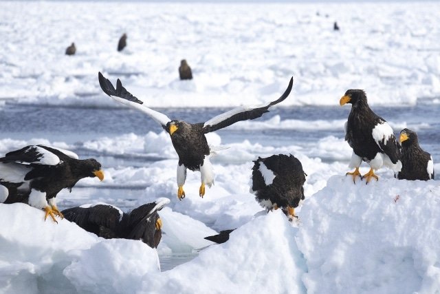 对纹别、网走、知床的流冰印象深刻！流冰观光必去景点与体验汇总