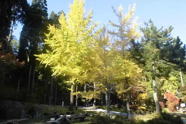 【石川/富山/福井】石川县的赏枫景点｜2023年版