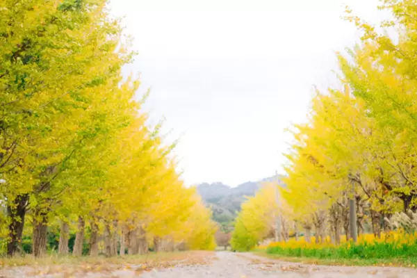 【石川/富山/福井】石川县的赏枫景点｜2023年版