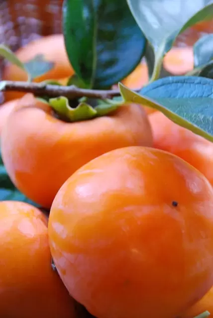[Wakayama/Sightseeing/Gourmet] Enjoy a persimmon picking experience with Japan's leading brand of mandarin oranges, "Arida mandarin"!