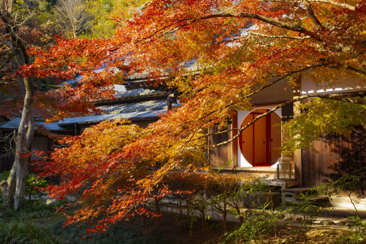 15 Spectacular Fall Foliage Spots in Greater Tokyo