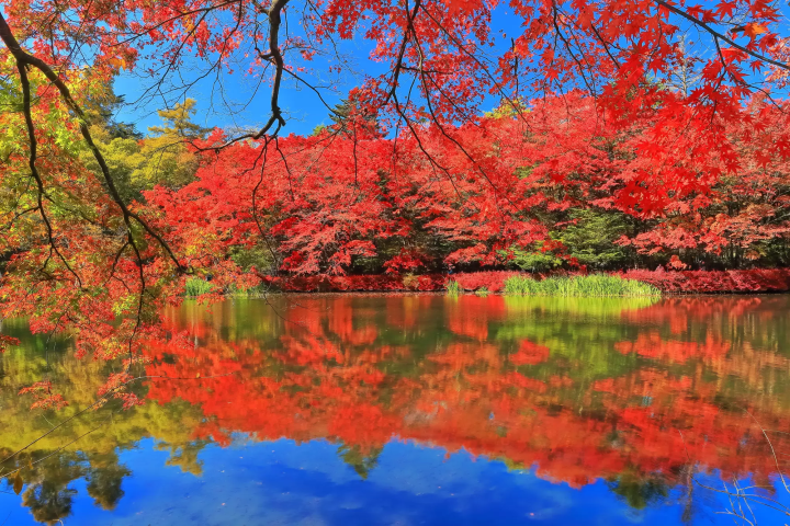 15 Spectacular Fall Foliage Spots in Greater Tokyo