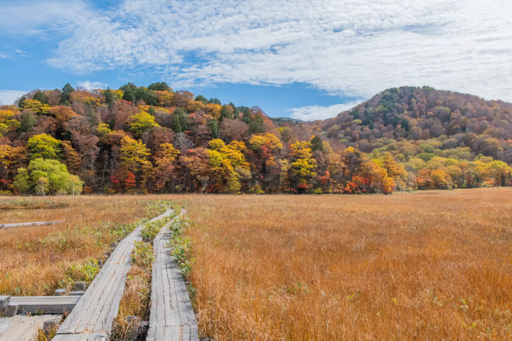 15 Spectacular Fall Foliage Spots in Greater Tokyo
