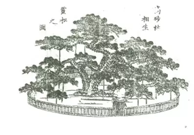 [Takasago City, Hyogo Prefecture] Power spot for matchmaking: Visit Takasago Shrine to recharge your energy!