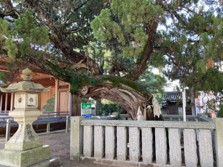 [Takasago City, Hyogo Prefecture] Power spot for matchmaking: Visit Takasago Shrine to recharge your energy!