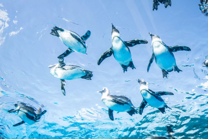 【東京交通】JR山手線完全攻略！環繞東京都內景點、搭乘方式、注意事項一次看