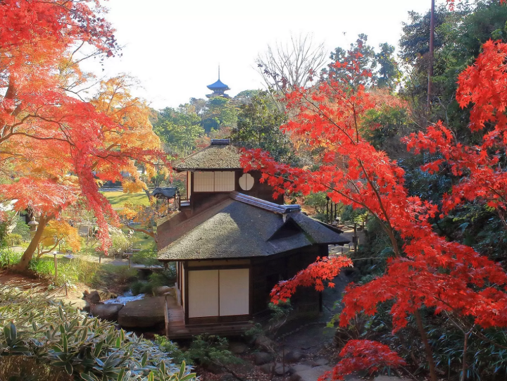 橫濱 三溪園 秋季楓葉特別點燈