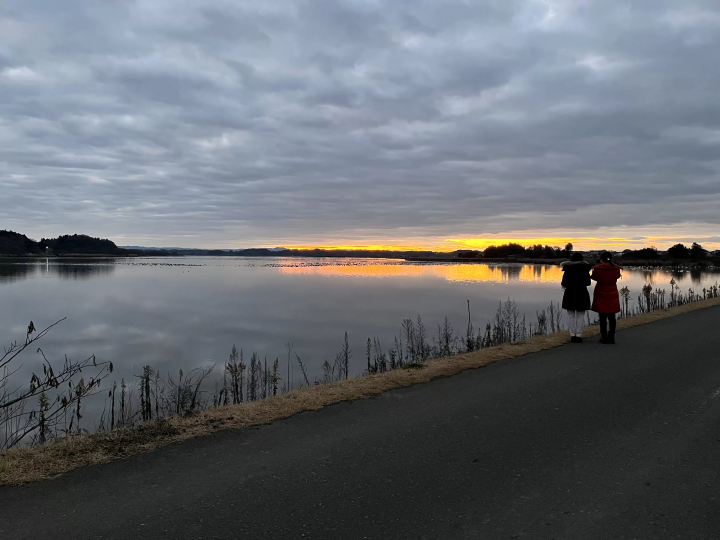 Girls' trip - White-fronted geese take off in Izunuma and Uchinuma -