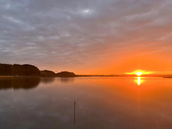 Girls' trip - White-fronted geese take off in Izunuma and Uchinuma -