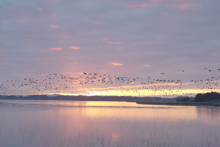 Girls' trip - White-fronted geese take off in Izunuma and Uchinuma -