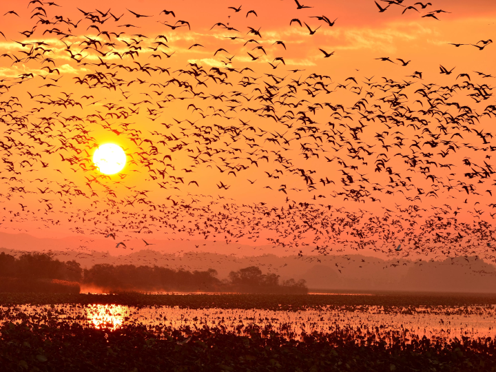 Girls' trip - White-fronted geese take off in Izunuma and Uchinuma -