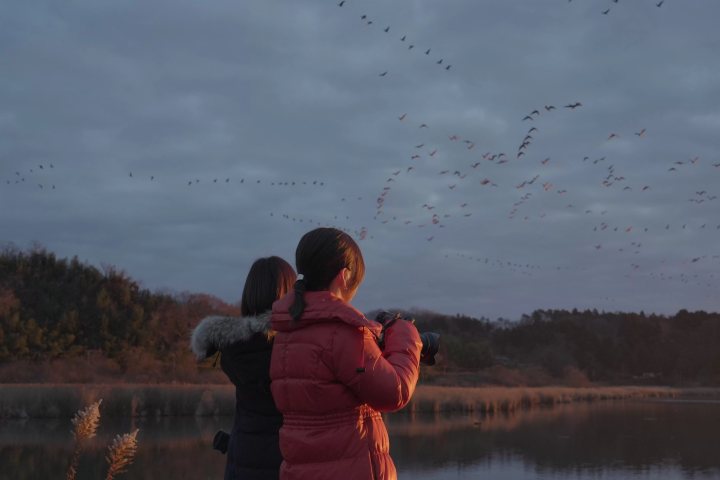 Girls' trip - White-fronted geese take off in Izunuma and Uchinuma -
