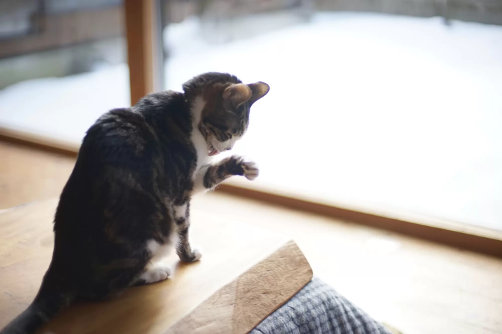 【日本の冬】12月～2月の天気・適した服装、オススメ観光スポットやアクティビティ