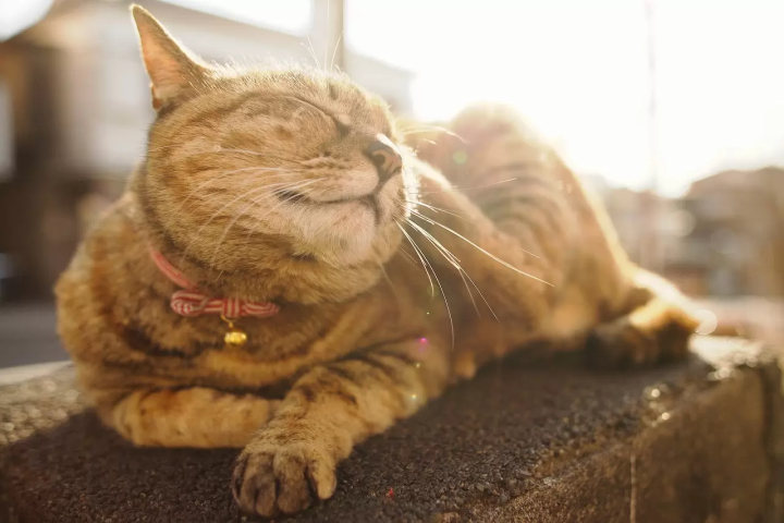 Ueno - Travel Guide And Top 10 Places To Visit