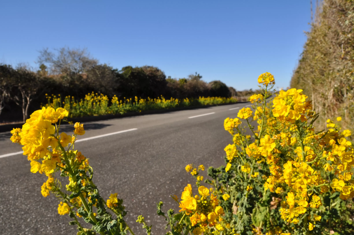 [Tateyama City, Tateyama Prefecture] Annual Event Calendar