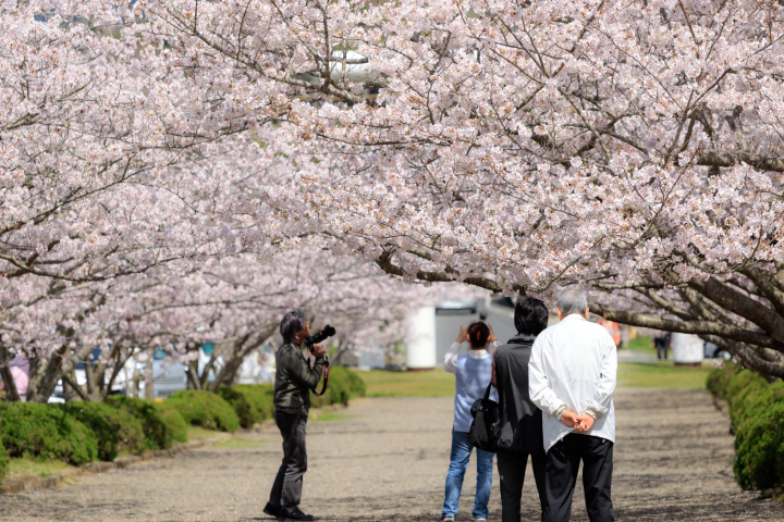 [Tateyama City, Tateyama Prefecture] Annual Event Calendar