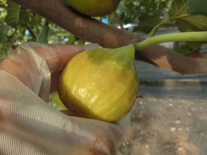 [Tateyama City, Tateyama Prefecture] Annual Event Calendar