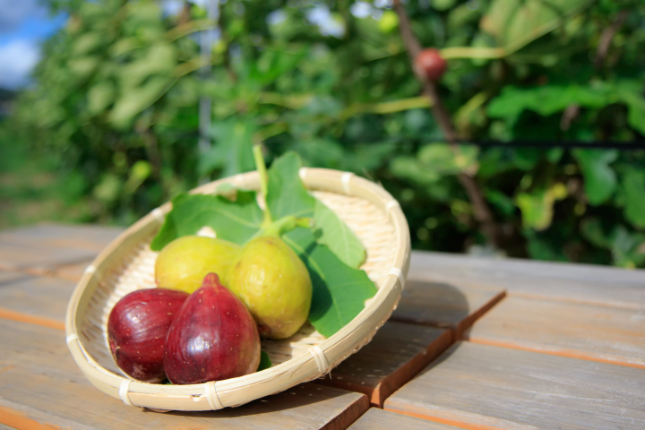 [Tateyama City, Tateyama Prefecture] Annual Event Calendar