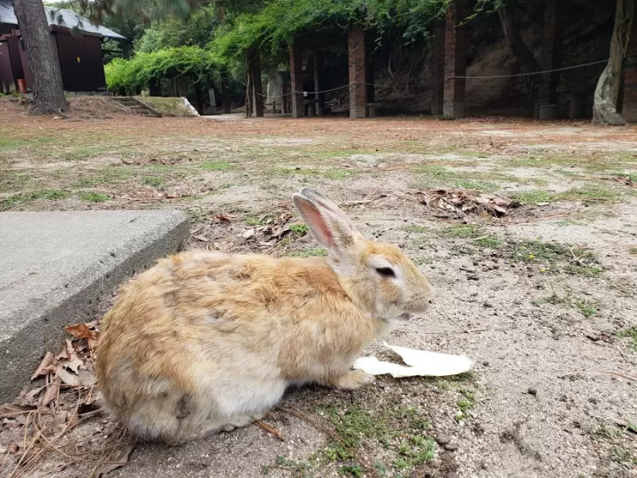 오미시마발・토끼를 만날 수 있는 치유의 섬 「오쿠노시마」를 호화 크루저로 방문!