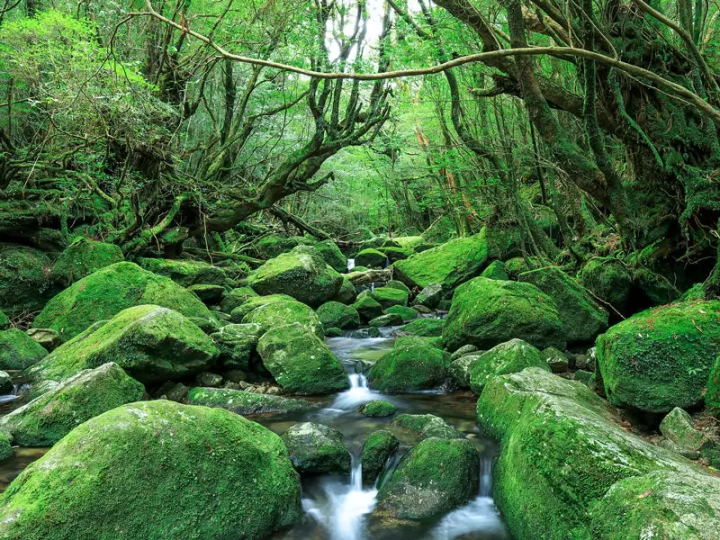 日本當地的旅遊景點推薦以及即使不懂日語也能享受的方法