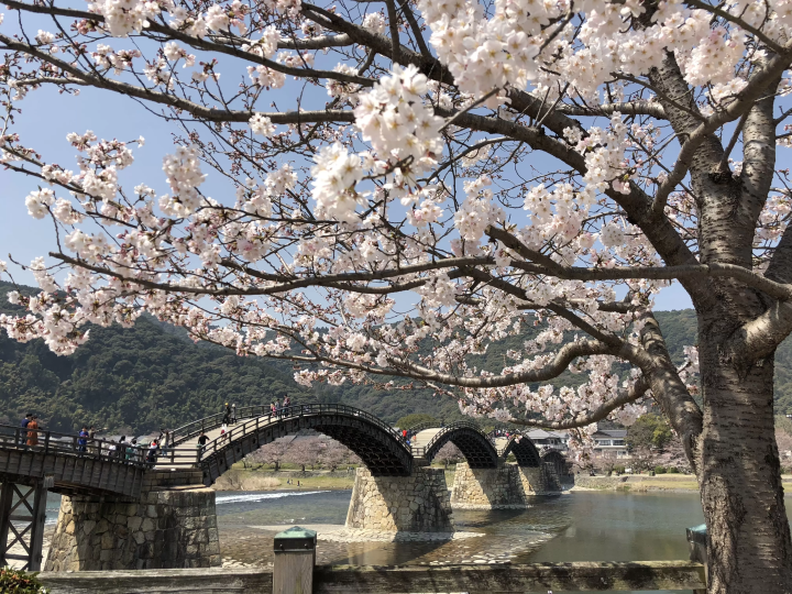[山口县岩国市] 创业350年！介绍根据季节欣赏日本三大木桥之一锦带桥的方法。