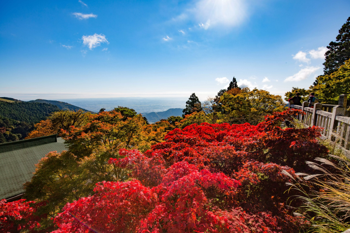 [2023]从新宿出发60分钟体验日本之秋！ “秋季大山红叶点灯” 11月18日～26日