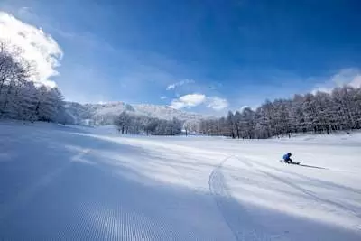 Tree runs are popular! Introducing the features and charms of Madarao Kogen Ski Resort and surrounding facilities
