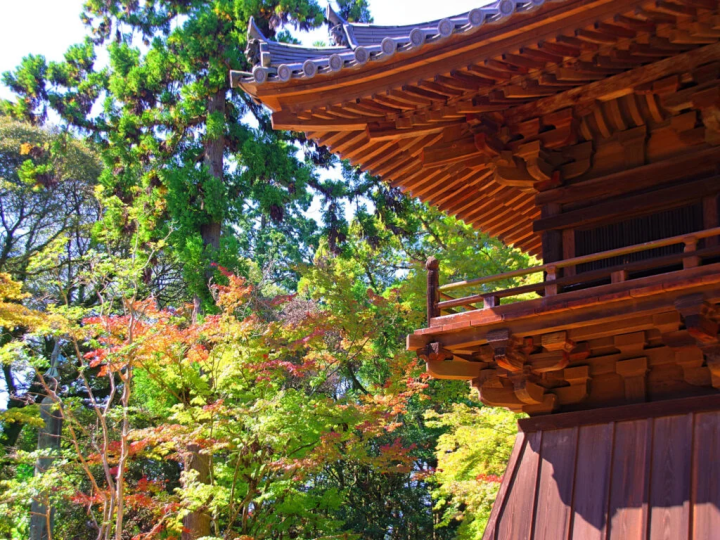 Photo taken on October 16, 2023. The bell tower. The maples were starting to change color. 