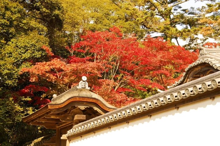 Photographing the garden of Jumyō-in from outside the walls 