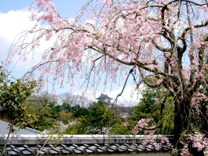 照片提供：“姬路城西宅邸遗址花园好古园” 