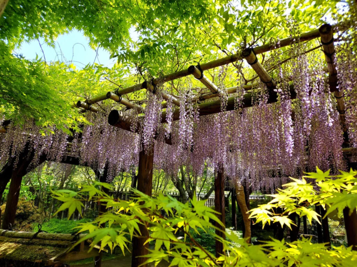 照片提供：“姬路城西宅邸遗址花园好古园” 