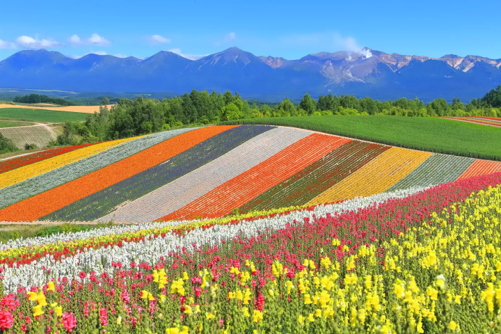 4 Convenient JR Passes for Traveling Around Hokkaido