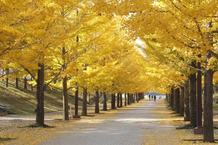 [90 minutes from Tokyo] From classics to hidden gems! 3 spots for autumn leaves in Fukushima City