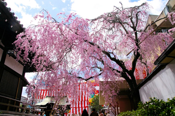 社務所脇のしだれ桜　撮影日：2013年4月7日 
